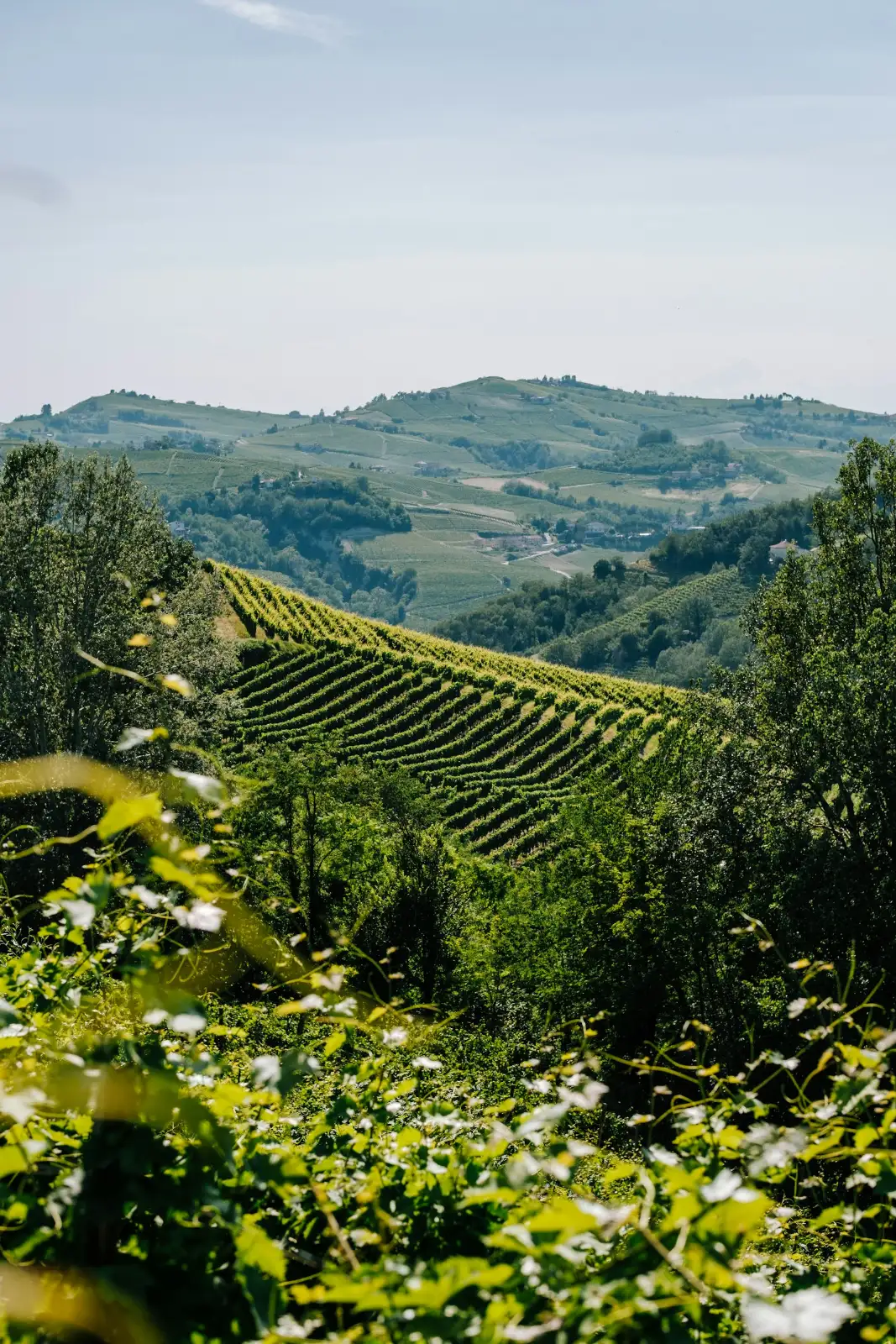 Colline coltivate a vigneto